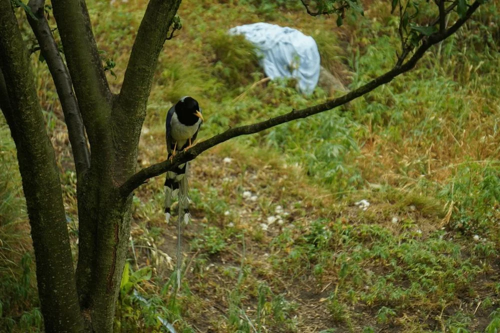 Red-billed blue magpie perched on a branch