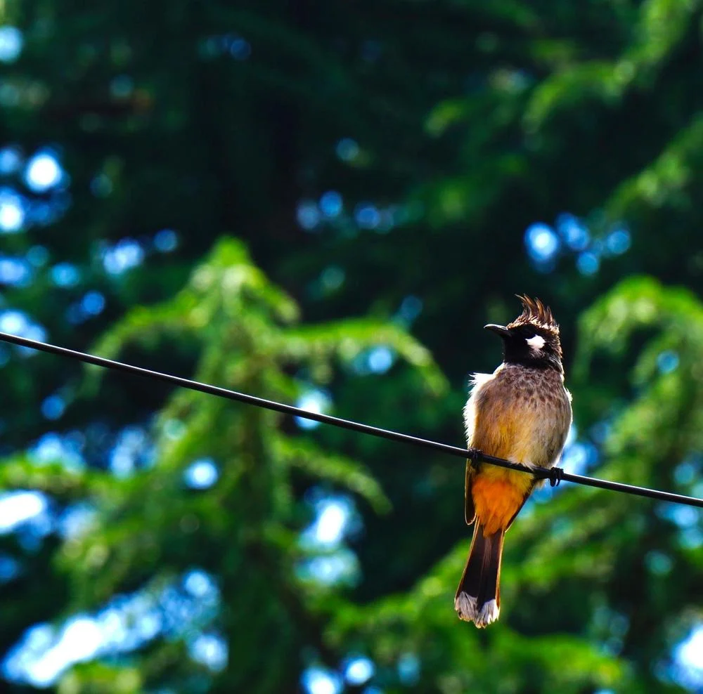 Red-vented bulbul perched on a wire