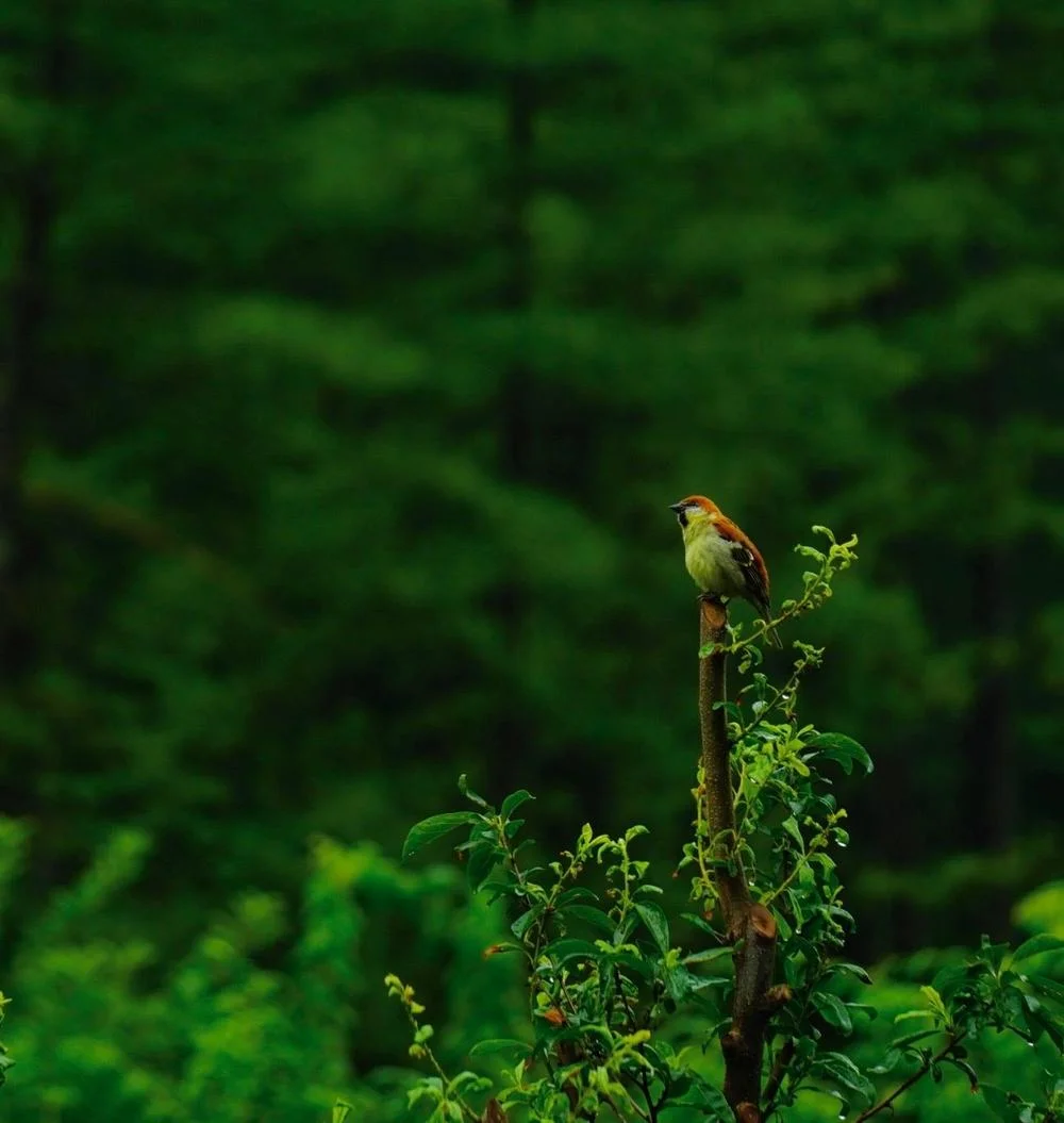 Small bird perched on top of a branch