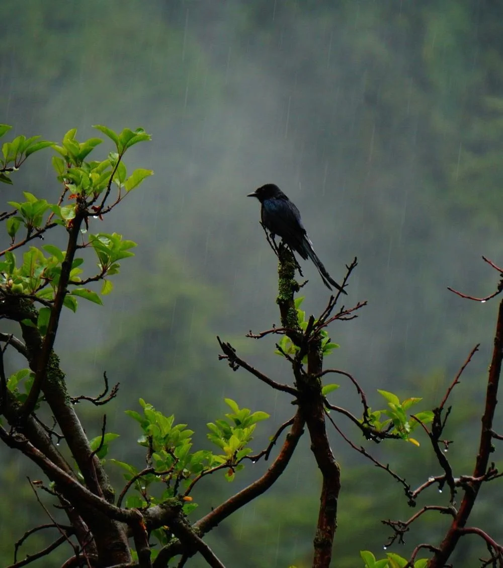 Black drongo bird silhouetted against rain