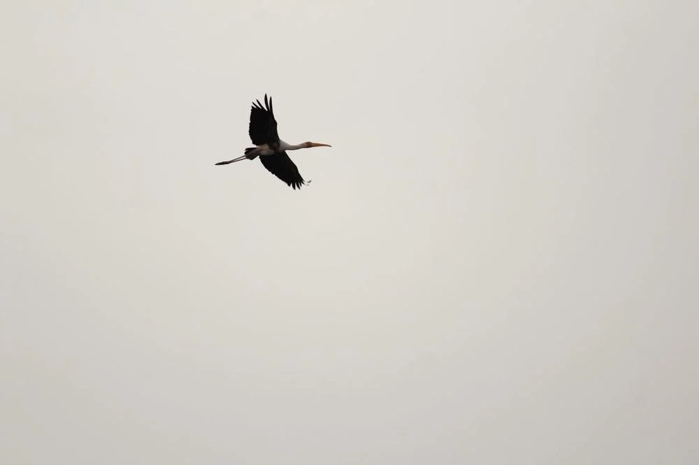 Painted stork flying against a grey sky