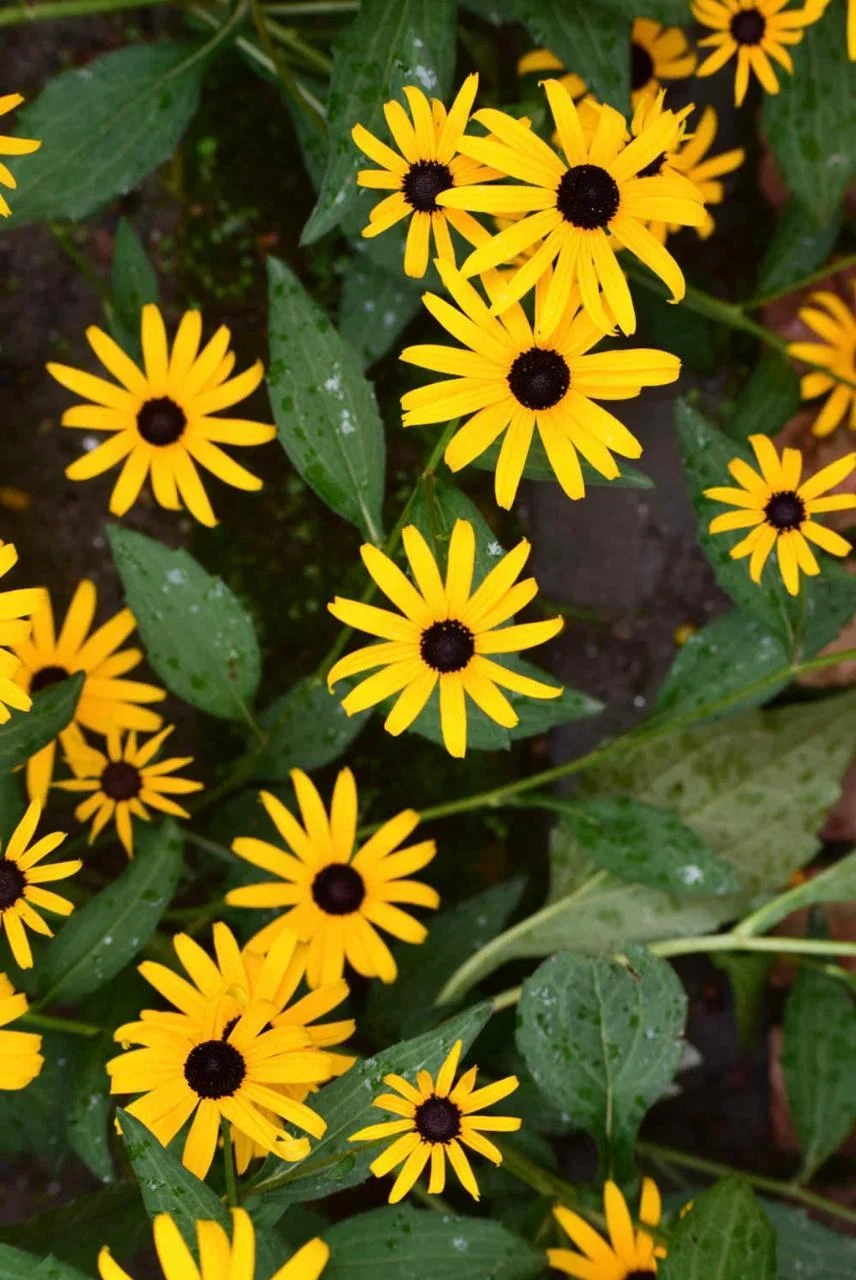 Yellow black-eyed susan flowers among green leaves